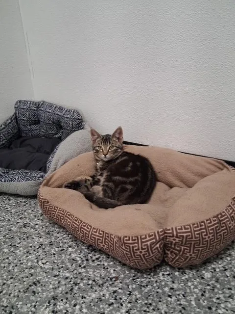 A young large-sized male Tabby (Brown / Chocolate) Domestic Short Hair cat named Bill for adoption in Bryan, OH