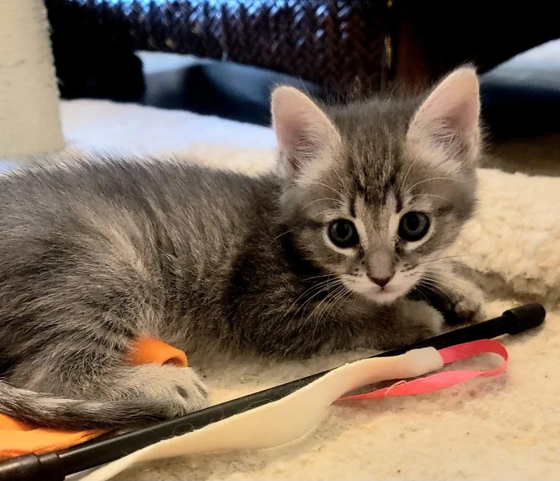 A baby medium-sized female Tabby cat named Daisy for adoption in Chandler, AZ