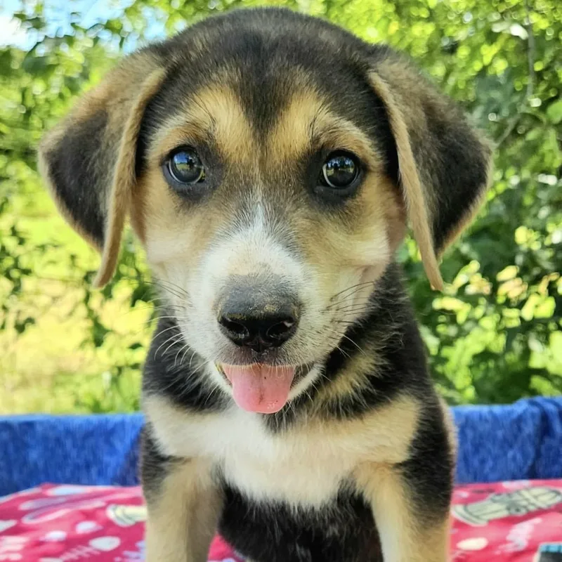 A baby large-sized male Tricolor (Brown, Black, & White) Mixed Breed dog named Bilbo for adoption in Pelham, NH