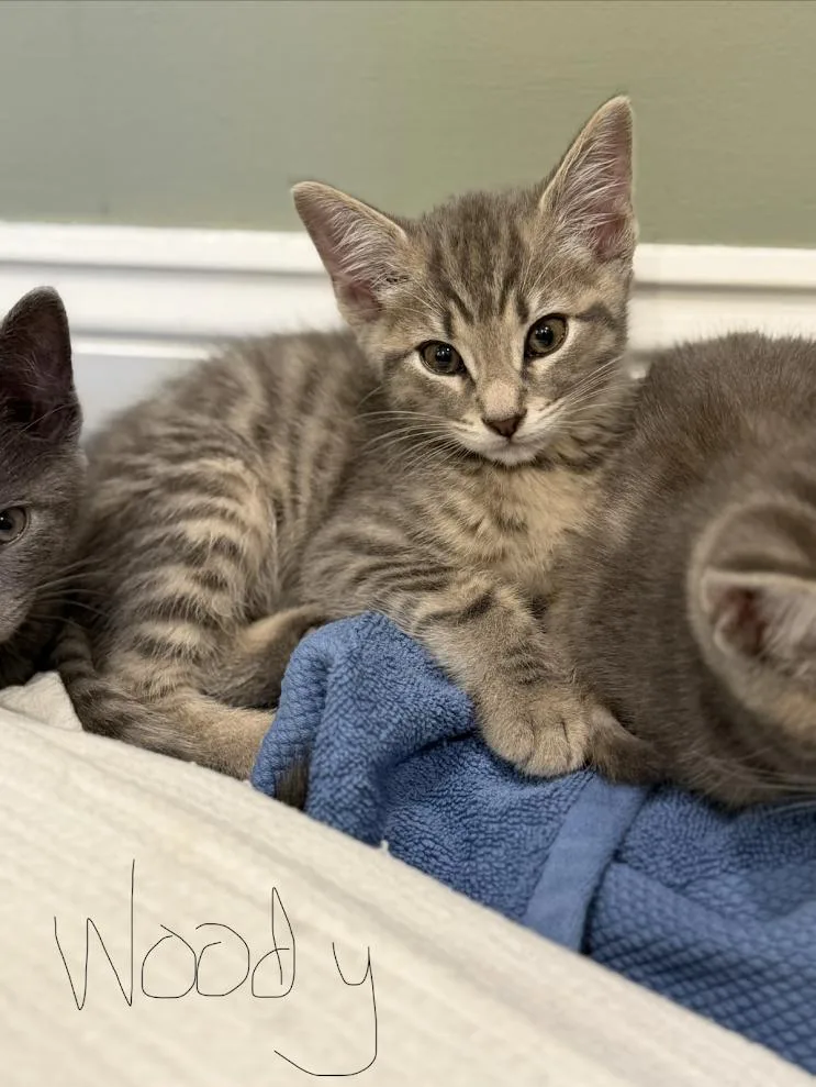 A baby medium-sized male Gray & White Domestic Short Hair cat named Woody for adoption in Riverdale, NJ