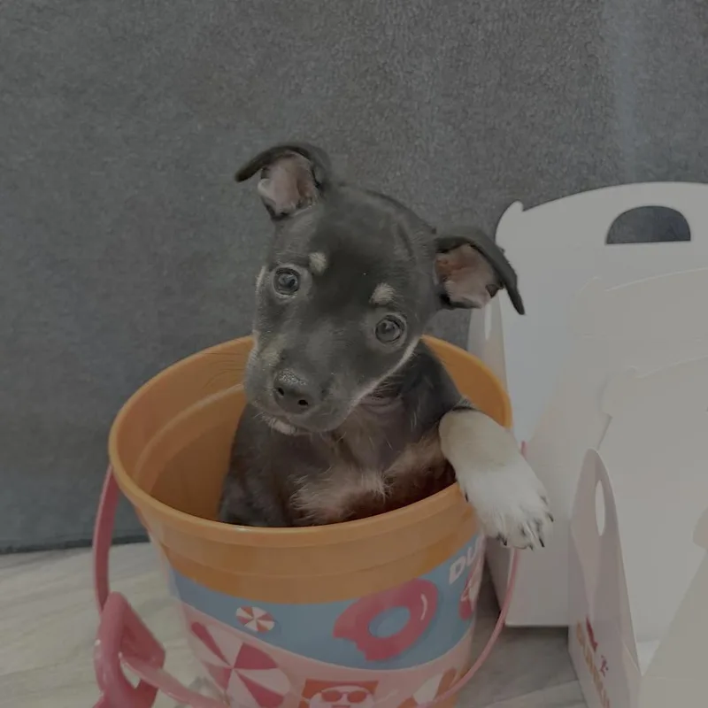 Old Fashioned Munchkin