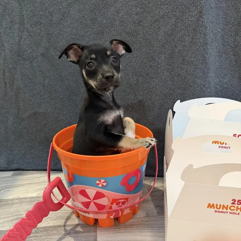 Old Fashioned Munchkin thumbnail 2