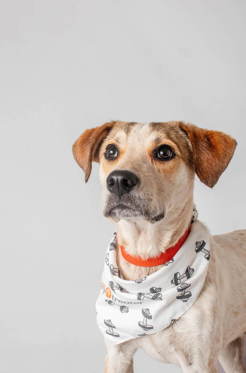 An adult medium-sized male White / Cream Hound dog named Fraiser for adoption in Plaquemine, LA