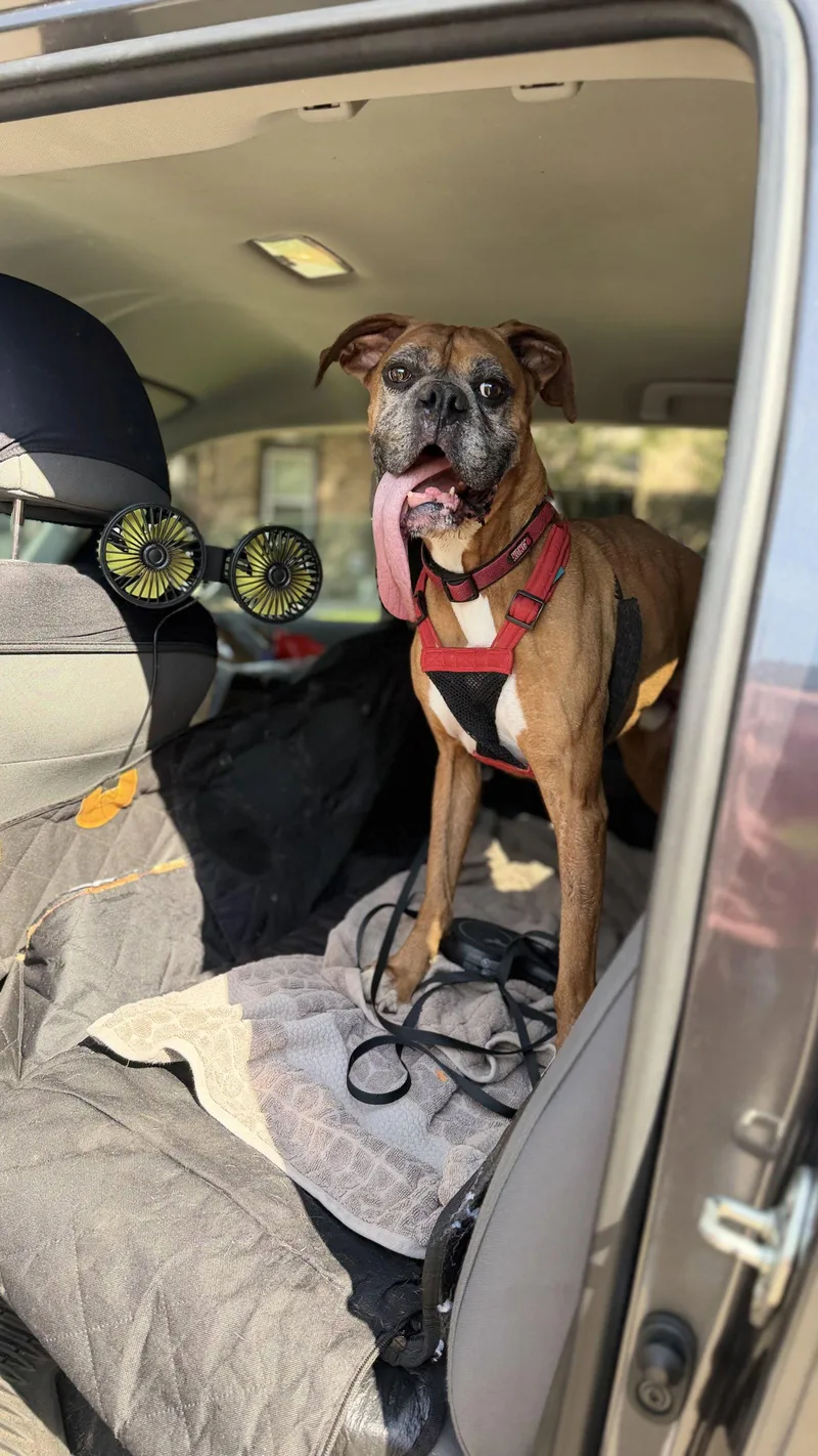 A senior large-sized male Boxer dog named Brodie for adoption in Monticello, NY