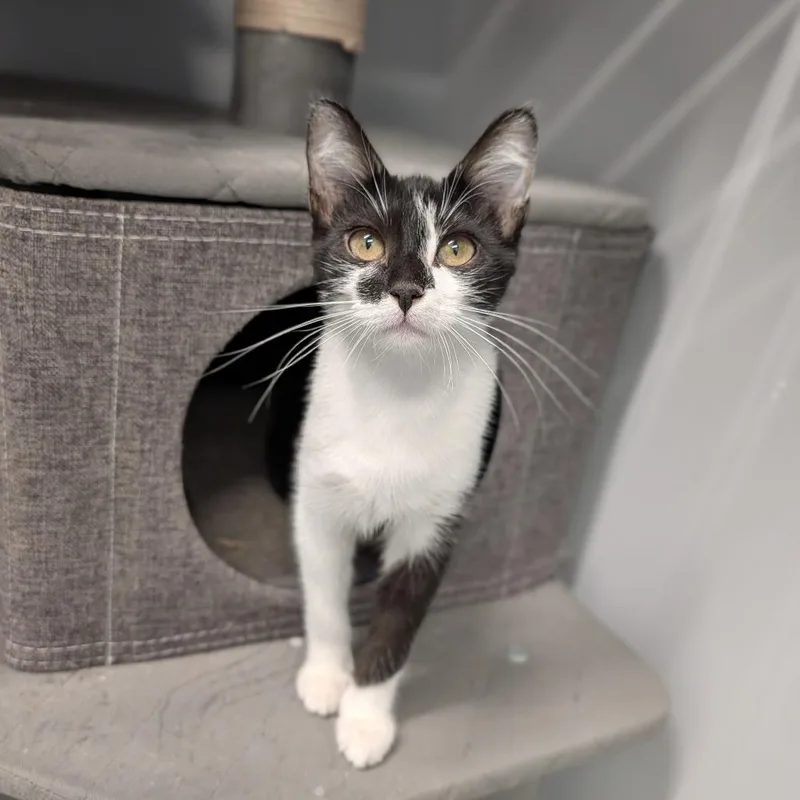 A baby medium-sized female Black & White / Tuxedo Domestic Short Hair cat named Caitlin Clark for adoption in Cape Girardeau, MO