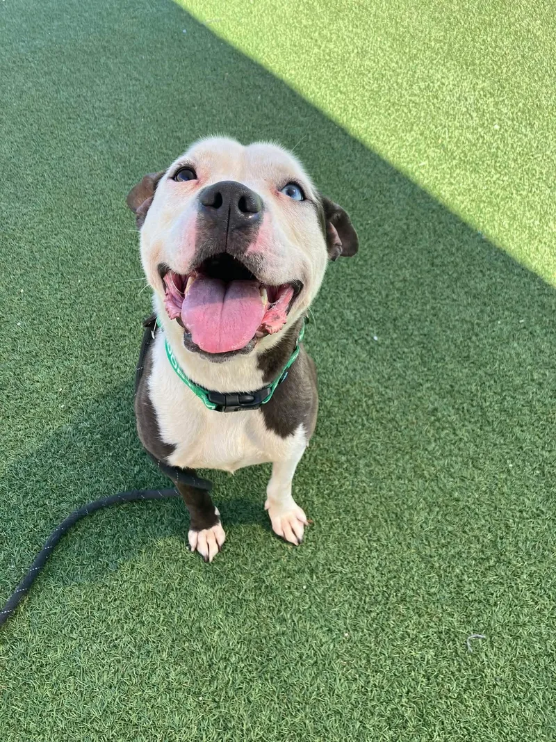 A young medium-sized female Brown / Chocolate Pit Bull Terrier dog named Ms Bricks for adoption in Cleveland, OH