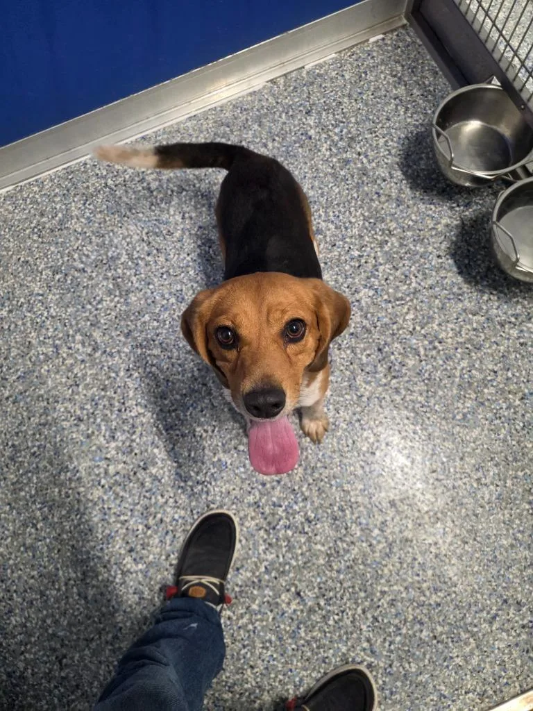 An adult medium-sized male Beagle dog named Holmes for adoption in Angola, IN