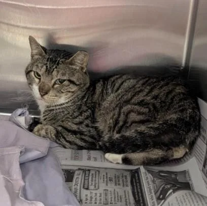 A young medium-sized male Domestic Short Hair cat named Oscar for adoption in San Antonio, TX