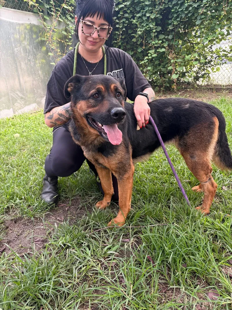 An adult medium-sized female Black Rottweiler dog named Dalgona for adoption in Chicago, IL