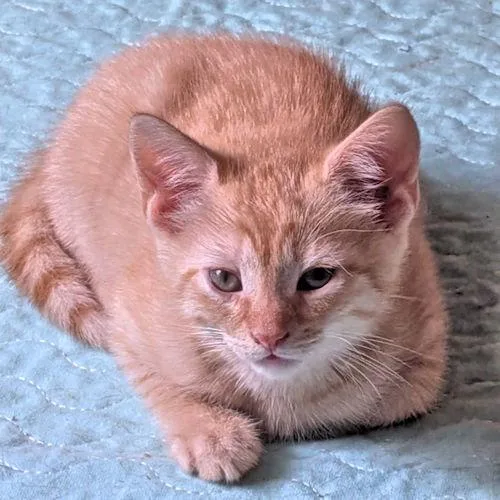 A baby medium-sized male Tabby (Orange / Red) Tabby cat named Pizzelle for adoption in Rutherfordton, NC