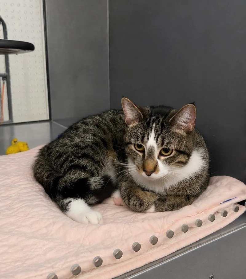 A young medium-sized female Domestic Short Hair cat named Blarney Il for adoption in Fort Lupton, CO
