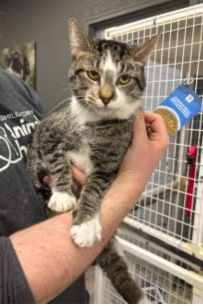 Blarney Il thumbnail 2