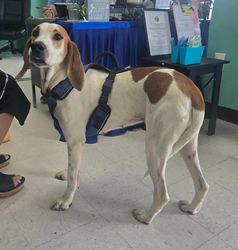 A young large-sized female Hound dog named Opie for adoption in Chickamauga , GA