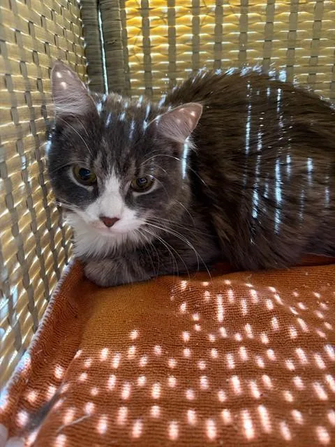 A young medium-sized male Domestic Medium Hair cat named Matcha for adoption in Albuquerque, NM