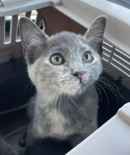 A baby small-sized female Domestic Short Hair cat named Cookie for adoption in Fort Worth, TX
