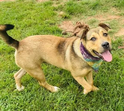 A young large-sized male Mixed Breed dog named Miguel $ for adoption in Seneca, SC
