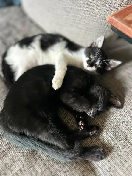 Chaos