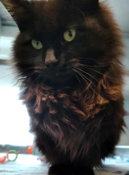An adult medium-sized female Domestic Long Hair cat named Kimchi for adoption in Mount Pleasant, IA
