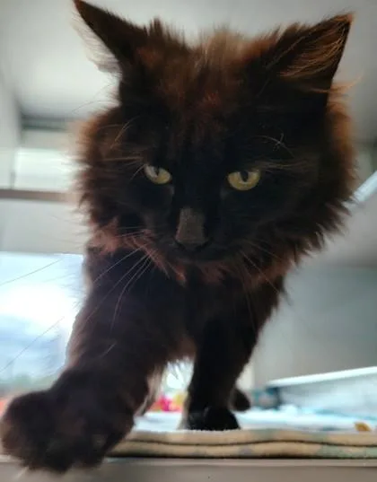 Kimchi thumbnail 3
