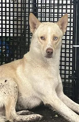 A young large-sized male Mixed Breed dog named Prince for adoption in Dallas, TX
