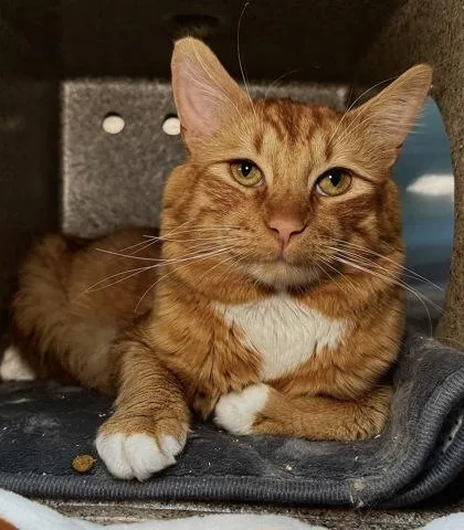 A young medium-sized male Domestic Medium Hair cat named JackJack for adoption in Missoula, MT