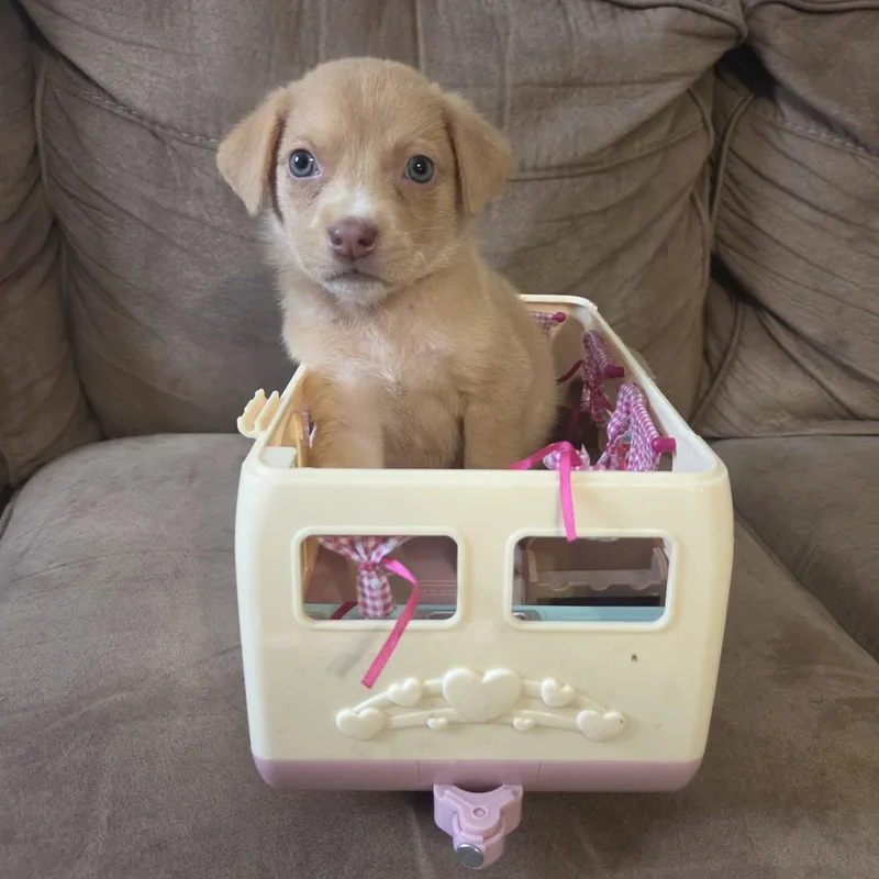A baby medium-sized male Yellow / Tan / Blond / Fawn Terrier dog named Newman for adoption in Waxhaw, NC