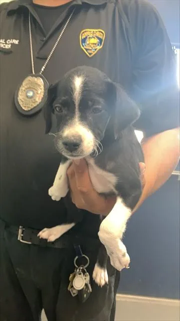 A baby small-sized male Labrador Retriever dog named Earth for adoption in Corpus Christi, TX