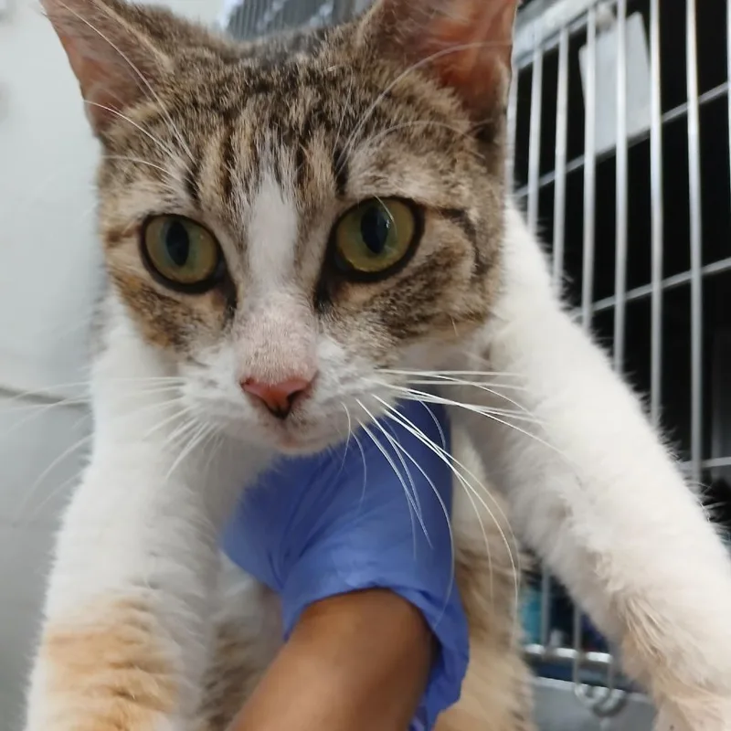 A young medium-sized female Brown / Chocolate Domestic Short Hair cat named Lagertha for adoption in New York, NY