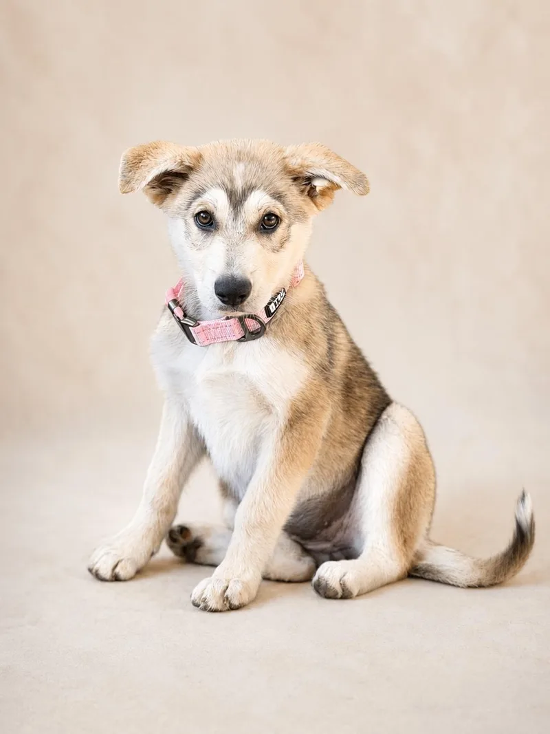 A baby small-sized female German Shepherd Dog dog named Georgia for adoption in Perris, CA