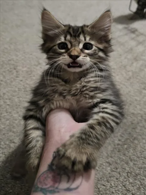 A baby small-sized female Brown / Chocolate Domestic Medium Hair cat named Grisy for adoption in Woodland, CA