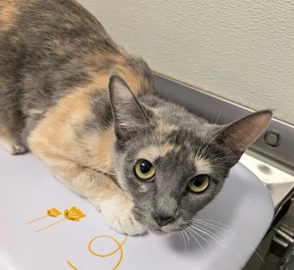 An adult medium-sized female Domestic Short Hair cat named Working Cat  Dunkalatte for adoption in San Diego, CA