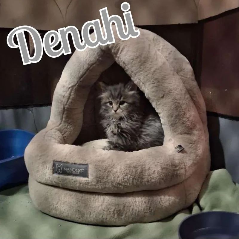 Denahi