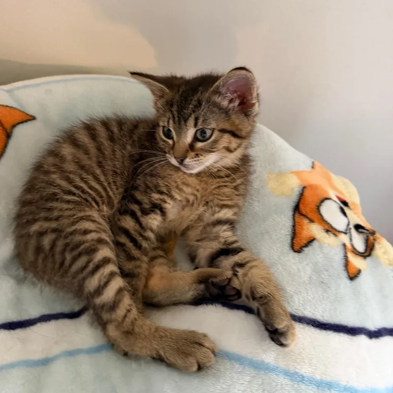 A baby small-sized female Brown / Chocolate Domestic Medium Hair cat named Merri for adoption in Emporia, KS
