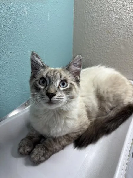A baby small-sized male Domestic Long Hair cat named Rocky for adoption in Sherwood, OR