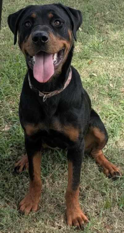 A young medium-sized female Rottweiler dog named Beauty for adoption in Texas City, TX