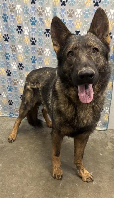 An adult extra large-sized male German Shepherd Dog dog named Dusty for adoption in Rosenberg, TX