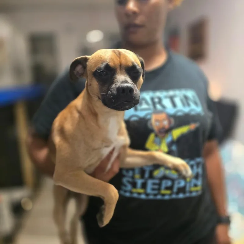 A young small-sized male Brown / Chocolate Pug dog named Rigsby for adoption in Hinesville, GA