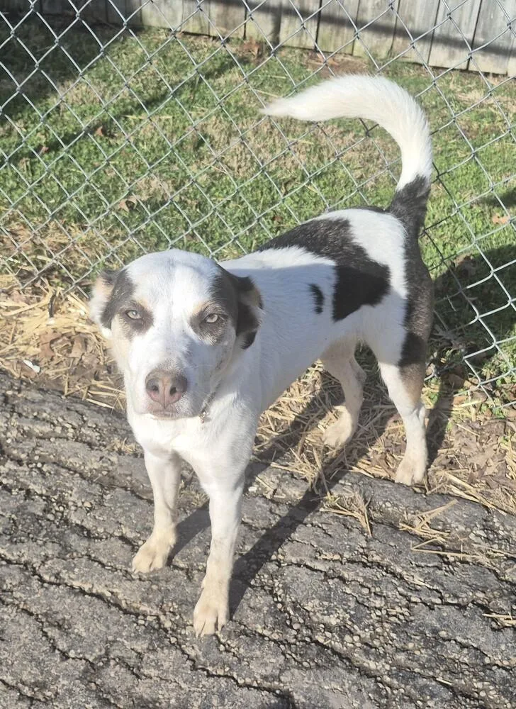 Kh Willow thumbnail 2