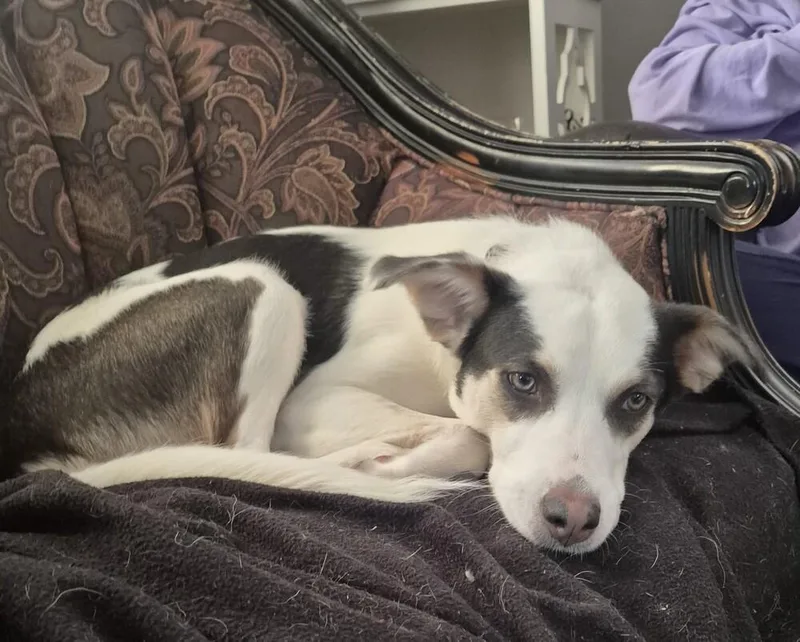 Kh Willow thumbnail 3