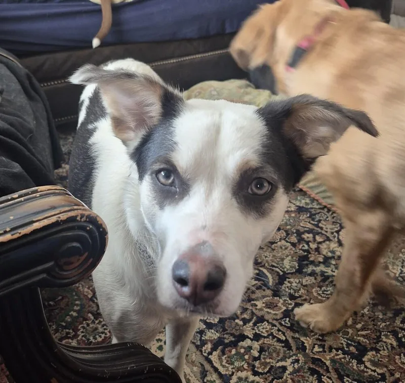 Kh Willow thumbnail 4