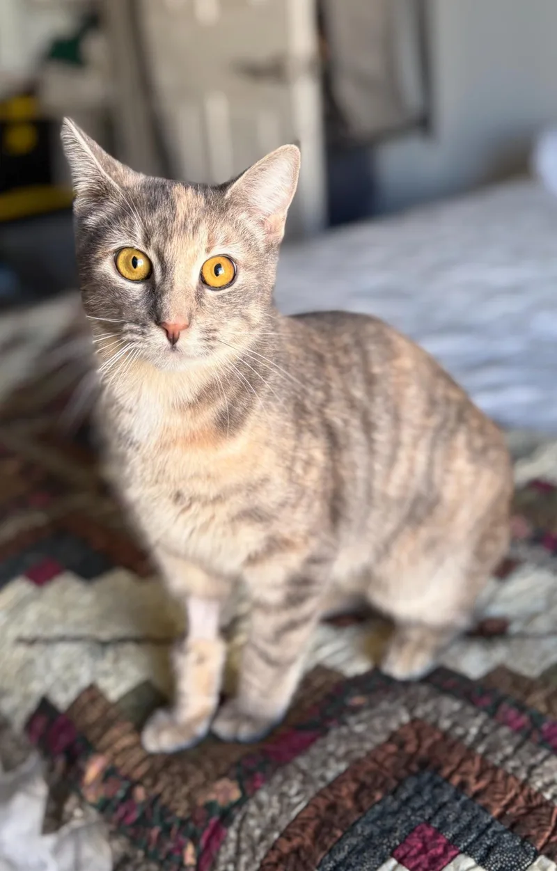 A young medium-sized female Dilute Calico American Shorthair cat named Miss Hydrangea for adoption in Stamford, CT