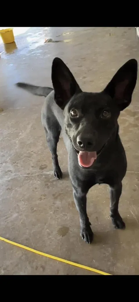 A young medium-sized male Black Shepherd dog named Ozzy for adoption in Port Lavaca, TX