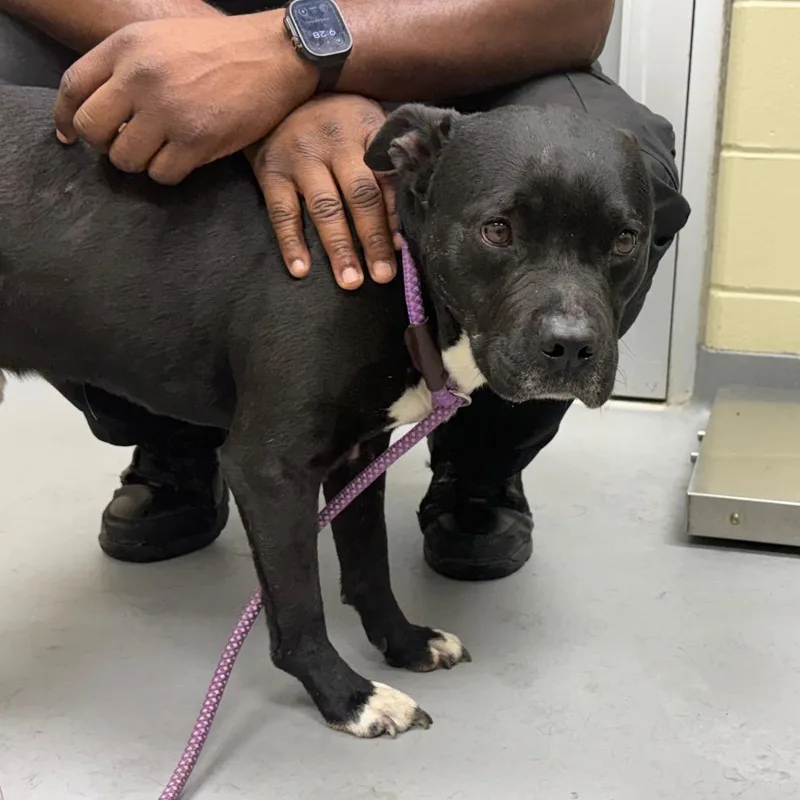 An adult medium-sized male Black Mixed Breed dog named Straythavenue "kano" for adoption in Columbus, GA