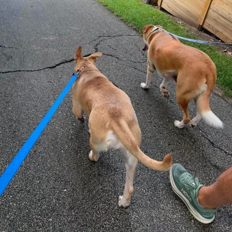 A young large-sized male Yellow / Tan / Blond / Fawn Mixed Breed dog named Carlo for adoption in Newton, IA