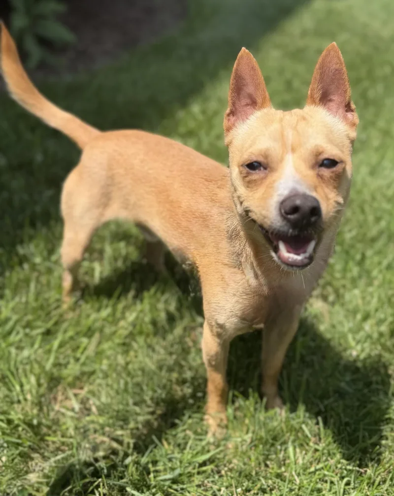 A young small-sized male Chihuahua dog named Pancake for adoption in Itasca, IL