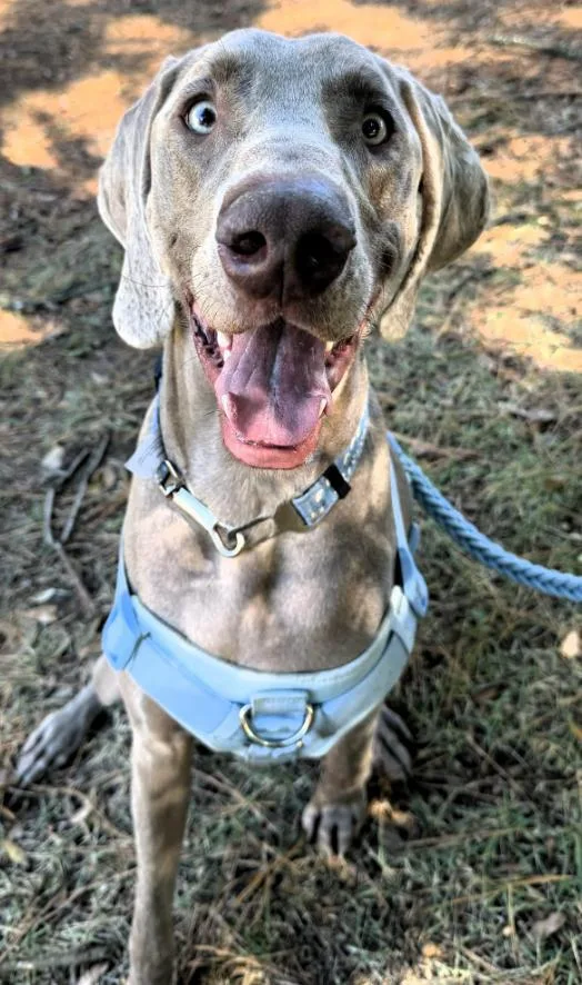 An adult large-sized male Gray / Blue / Silver Weimaraner dog named Benjamin aka Benny for adoption in Birmingham, AL