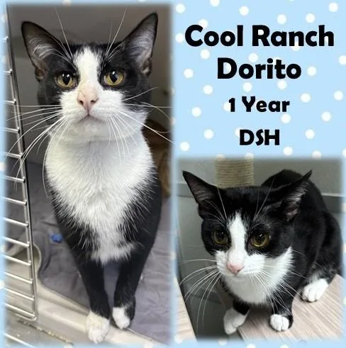 An adult medium-sized male Black & White / Tuxedo Domestic Short Hair cat named Cool Ranch Dorito for adoption in Franklin, IN