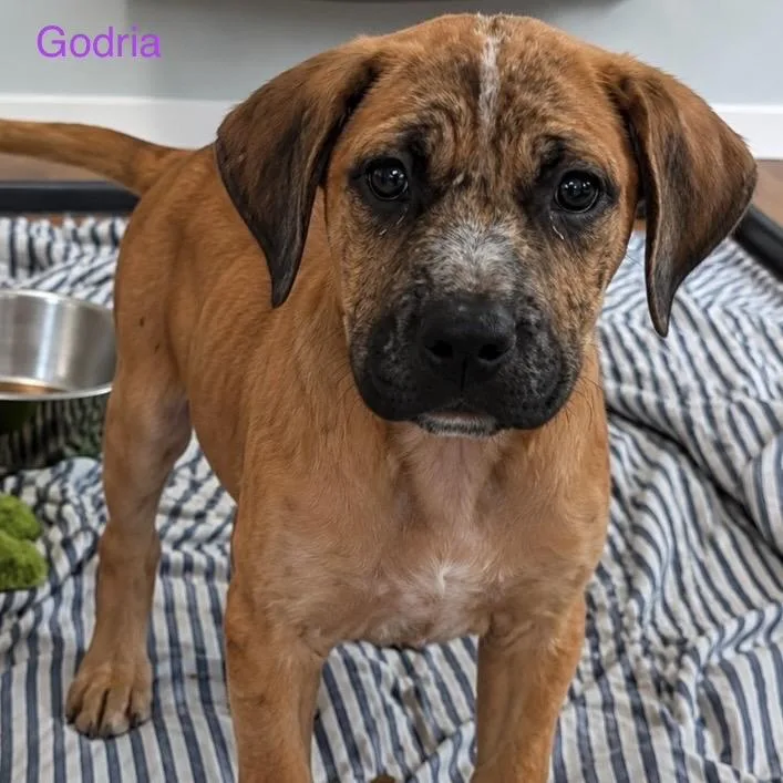 A baby small-sized female Mixed Breed dog named Godria for adoption in Fredericksburg, VA
