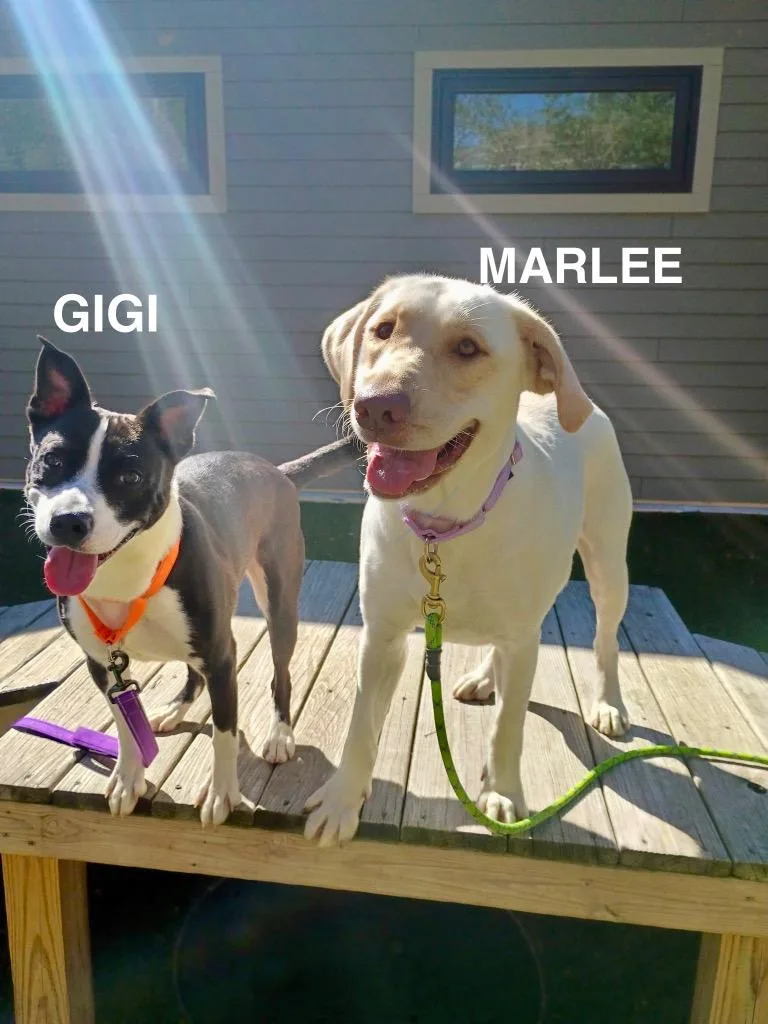 A young large-sized female Pit Bull Terrier dog named Gigi for adoption in Liverpool, NY