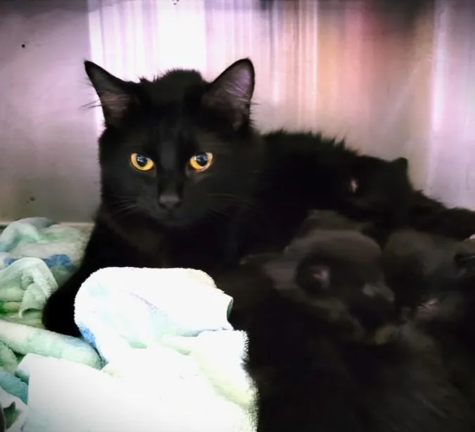 A young small-sized female Domestic Short Hair cat named Miranda for adoption in Los Angeles, CA